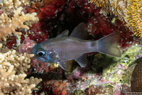Nectamia savayensis (Samoan Cardinalfish)