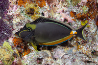 Naso lituratus (Orangespine Unicornfish)