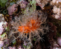 Parasphaerasclera sp.1 (Fuzzy Carrot)