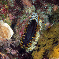 Spondylus varius (Variable Thorny Oyster)