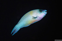 Scarus psittacus (Palenose Parrotfish)