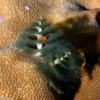 Spirobranchus sp.1 (Christmas Tree Worm)