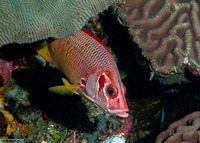 Sargocentron spiniferum (Sabre Squirrelfish)