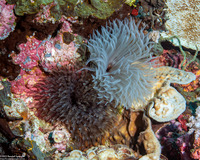 Sabellastarte sp.1 (Feather Duster Worm)