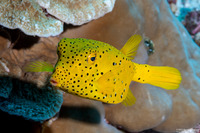 Ostracion cubicum (Yellow Boxfish)