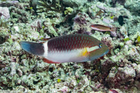 Oxycheilinus unifasciatus (Ringtail Wrasse)