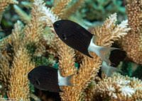 Chromis margaritifer (Bicolor Chromis)