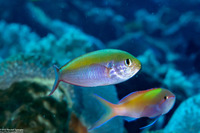 Lepidozygus tapeinosoma (Fusilier Damsel)