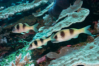 Parupeneus crassilabris (Doublebar Goatfish)