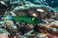 Gomphosus varius (Bird Wrasse)