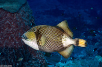 Balistoides viridescens (Titan Triggerfish)