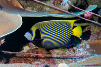 Pomacanthus imperator (Emperor Angelfish)