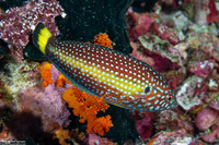 Anampses melanurus (Whitespotted Wrasse)