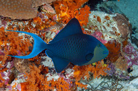 Odonus niger (Redtooth Triggerfish)