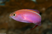Pseudanthias smithvanizi (Princess Anthias)