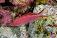 Pseudanthias smithvanizi (Princess Anthias)