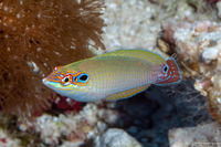 Halichoeres melasmapomus (Black-Eared Wrasse)