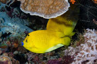 Apolemichthys trimaculatus (Three-Spot Angelfish)
