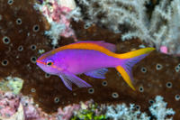 Pseudanthias tuka (Purple Anthias)