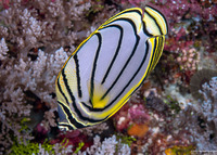Chaetodon meyeri (Meyer's Butterflyfish)