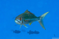 Aphareus furca (Smalltooth Jobfish)