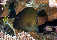 Zebrasoma scopas (Brushtail Tang)