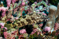 Epinephelus hexagonatus (Hexagon Grouper)