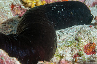 Actinopyga palauensis (Panning's Black Sea Cucumber)