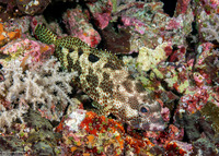 Epinephelus hexagonatus (Hexagon Grouper)