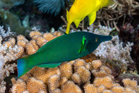 Gomphosus varius (Bird Wrasse)
