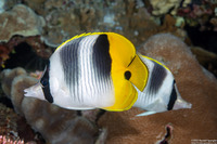 Chaetodon ulietensis (Pacific Double-Saddle Butterflyfish)