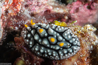 Phyllidia elegans (Elegant Phyllidia)