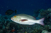 Lutjanus bohar (Red Snapper)