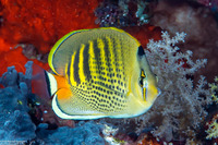 Chaetodon punctatofasciatus (Spot-Banded Butterflyfish)