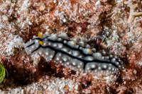 Phyllidia elegans (Elegant Phyllidia)