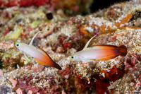 Nemateleotris magnifica (Fire Dartfish)