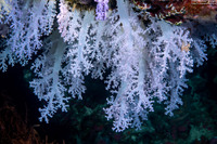 Dendronephthya sp.1 (Dendronephthya)