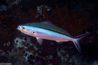 Pterocaesio tile (Bluestreak Fusilier)