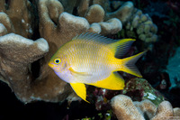 Amblyglyphidodon aureus (Golden Damsel)