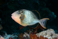 Pseudobalistes flavimarginatus (Yellowmargin Triggerfish)