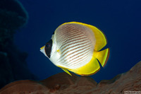 Chaetodon adiergastos (Panda Butterflyfish)