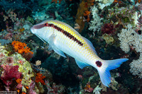 Parupeneus barberinus (Dash-Dot Goatfish)