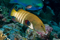 Cephalopholis argus (Peacock Grouper)