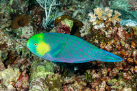 Scarus spinus (Greensnout Parrotfish)