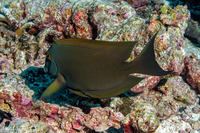 Ctenochaetus striatus (Lined Bristletooth)