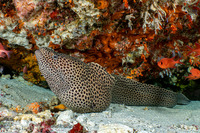 Gymnothorax favagineus (Honeycomb Moray)