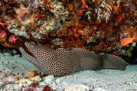 Gymnothorax favagineus (Honeycomb Moray)