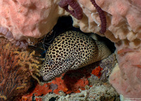 Gymnothorax favagineus (Honeycomb Moray)