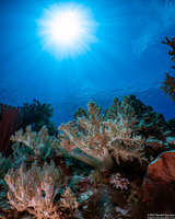 Litophyton arboreum (Litophyton Arboreum)