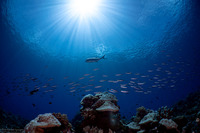 Caranx ignobilis (Giant Trevally)